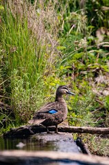 wood duck