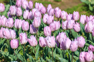 チューリップの花　春イメージ