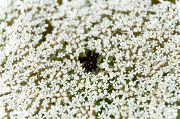 Black centre of wild carrot flower