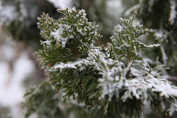 Frost, frozen nature