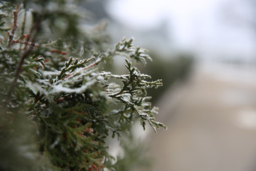 Frost, frozen nature