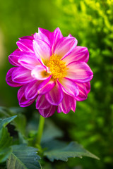 Obraz premium ダリアの花