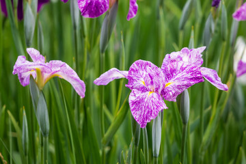花菖蒲　長崎県お蒸らし大村公園