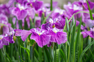 11 779 Iridaceae Flower Plant Wall Murals Canvas Prints Stickers Wallsheaven