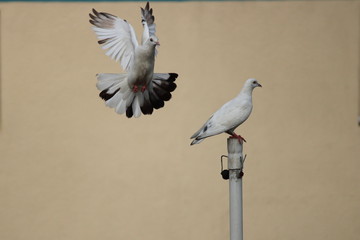 white pigeons fighting for place