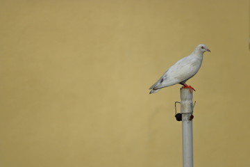 white pigeon sitting