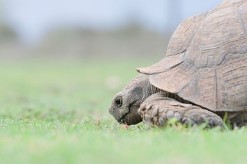 Obraz premium Old large tortoise chewing and eating in a nature reserve