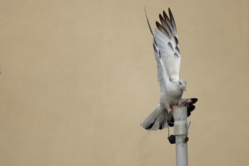 white pigeon ready to fly