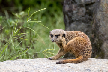 ミーアキャットのポートレート