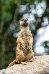 ミーアキャットのポートレート