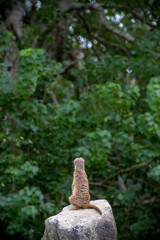 ミーアキャットのポートレート