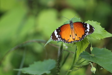Fototapeta na wymiar tiger stripped butterfly