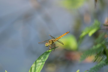 yellow dragonfly sitting on plant