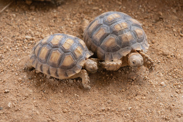Two turtles on the ground in the zoo
