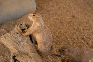 The Prairie Dog stands on a dry log on the ground in the zoo.