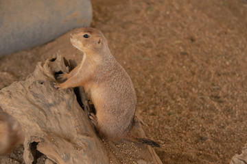 The Prairie Dog stands on a dry log on the ground in the zoo.