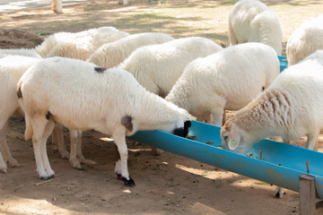 White sheep are eating food in the blue food trough.