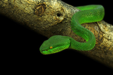 green viper snake on black background, venomous and poisonous snake