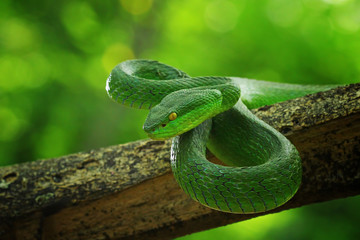green viper snake, venomous and poisonous snake, trimeresurus albolabris