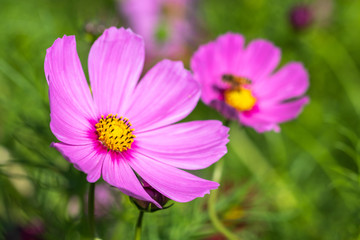 Obraz premium コスモス畑 秋イメージ