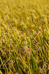 稲穂　秋イメージ