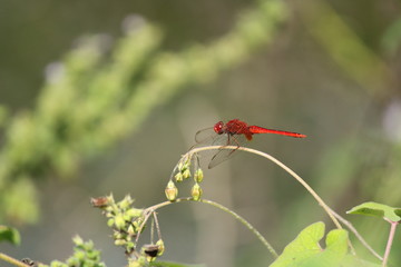 red dragonfly sitting on plant