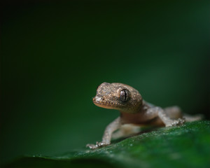 Hemidactylus frenatus