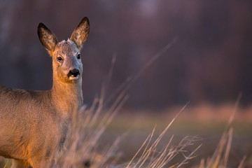 Roe Deer (Capreolus Capreolus) standing on a field at sunset face close up © Lukreo