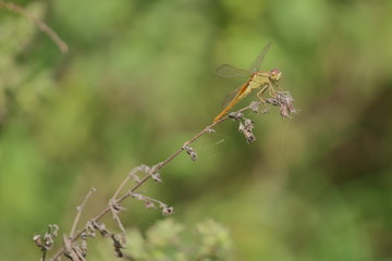 yellow dragonfly sitting on plant