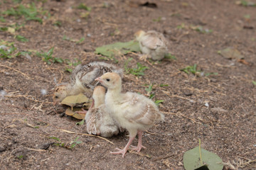 The creamy chicks are standing on the ground.