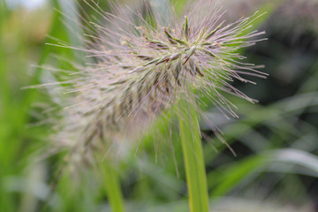 Fluffy spike of plants, grass.