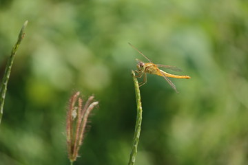 yellow dragonfly sitting on plant