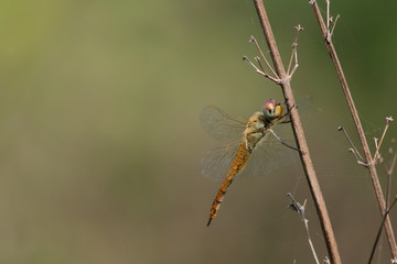 yellow dragonfly sitting on plant