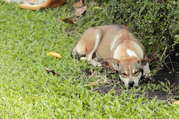 Brown short haired dogs are lying on the green grass of the garden.