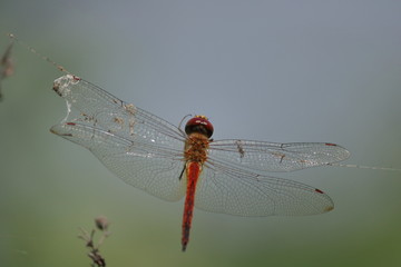 red dragonfly trapped in spider web