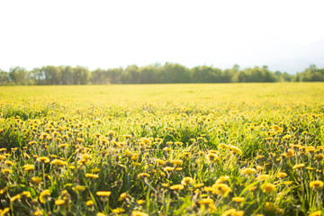 field of yellow dandelions at dawn in the sun