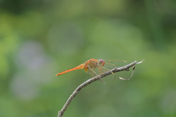 yellow dragonfly sitting on plant