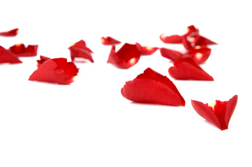 Red rose and rose petals for st valentine's day