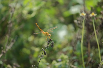 yellow dragonfly sitting on plant