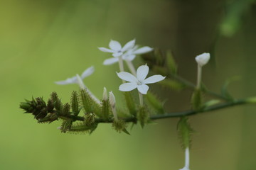 white Lilly flower