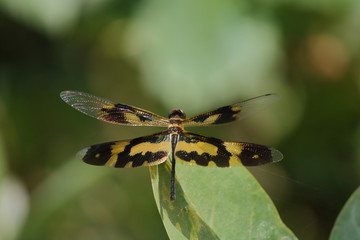 multi color dragonfly sitting