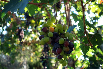 grapes at a vineyard. fresh organic bunch of green and red grapes
