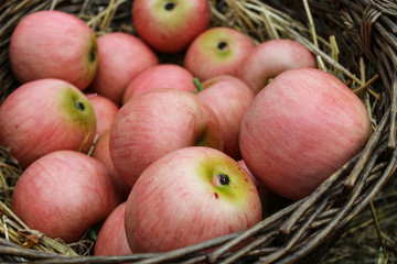 pink ripe apples in a wicker basket