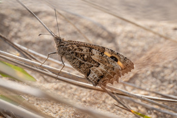 butterfly on the beach