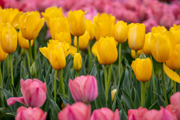 Obraz premium チューリップの花 春イメージ