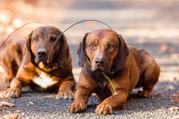 hunting dog obeying the command 'lay down'