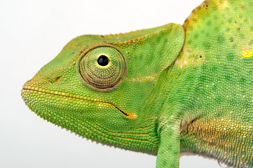 Usambara three-horned chameleon / Usambara-Dreihornchamäleon (Trioceros deremensis) © bennytrapp