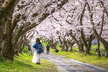 Obraz premium 桜のアーチ 春のイメージ