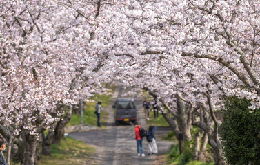 桜のアーチ　春のイメージ