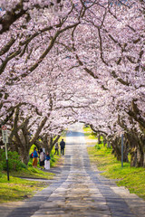 桜のアーチ　春のイメージ